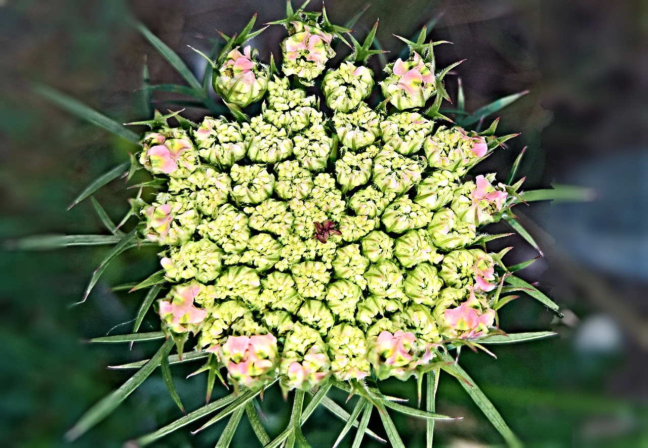 plant  flower  pointed flower free photo