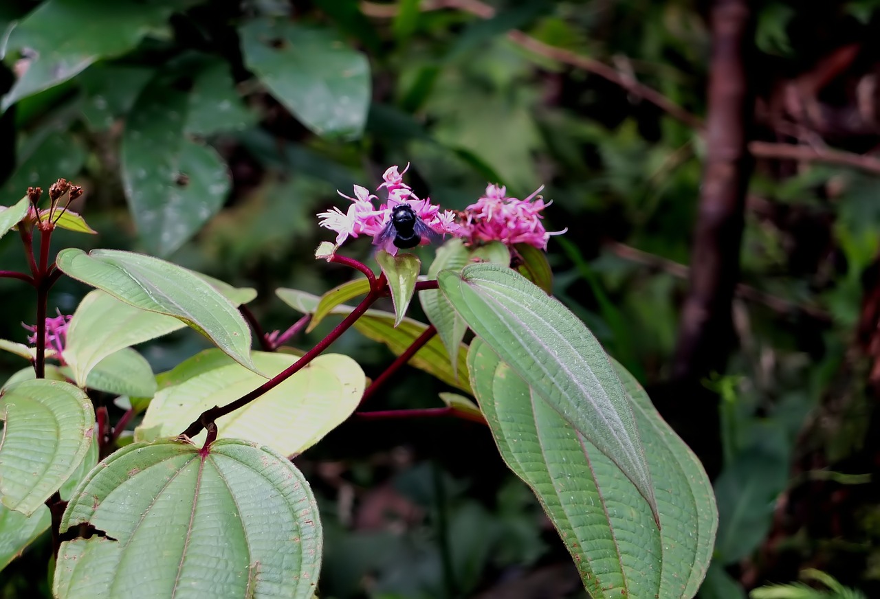 plant  flower  bee free photo