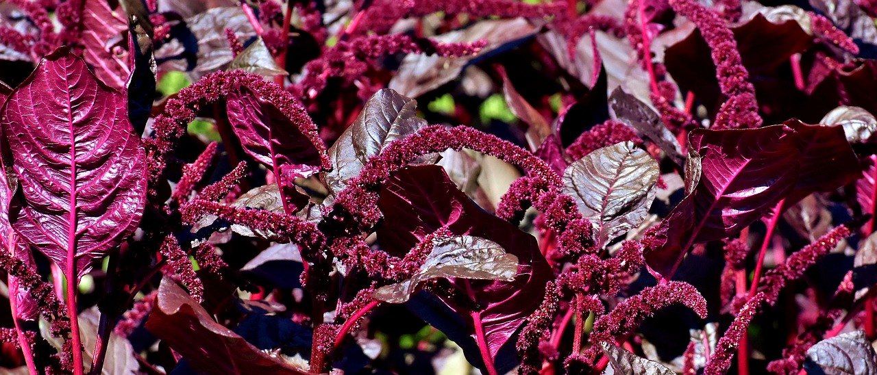 plant  red  bloom free photo