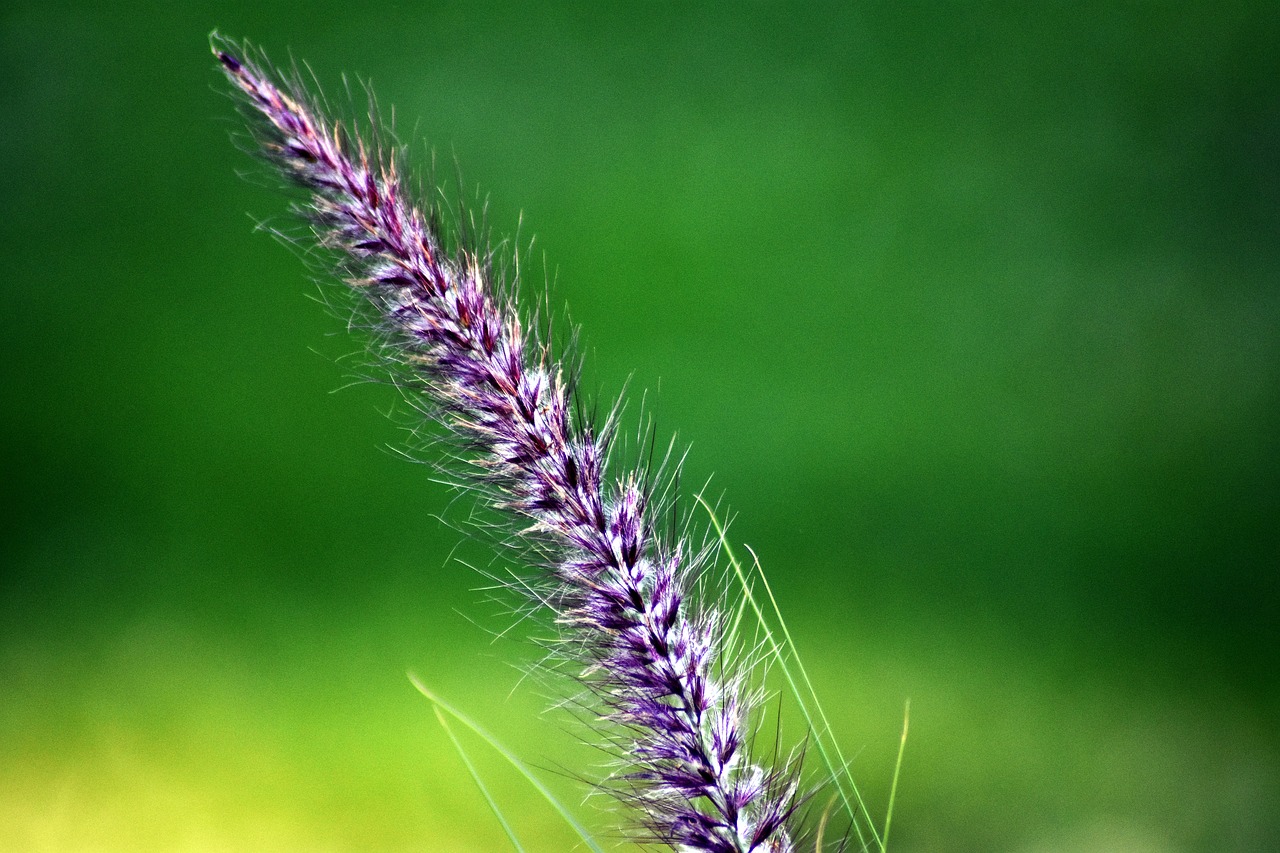 plant  green  flora free photo