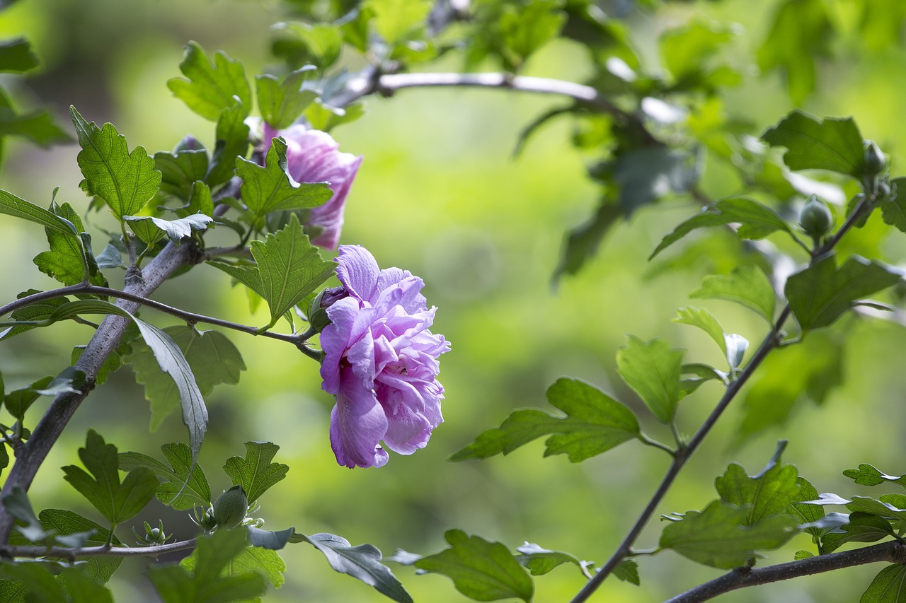 plant  flower  hibiscus free photo