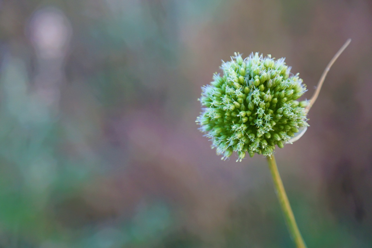 plant  nature  flower free photo