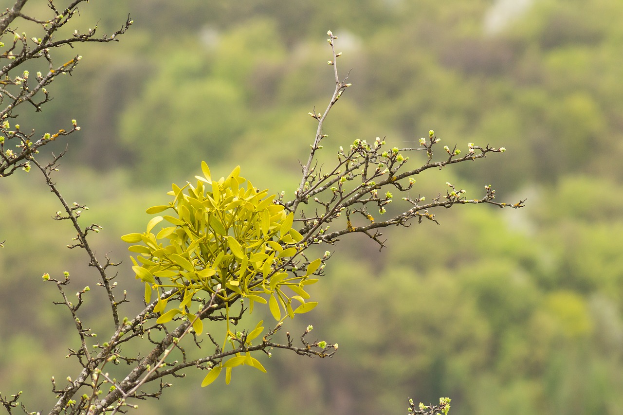 plant  green  natural free photo