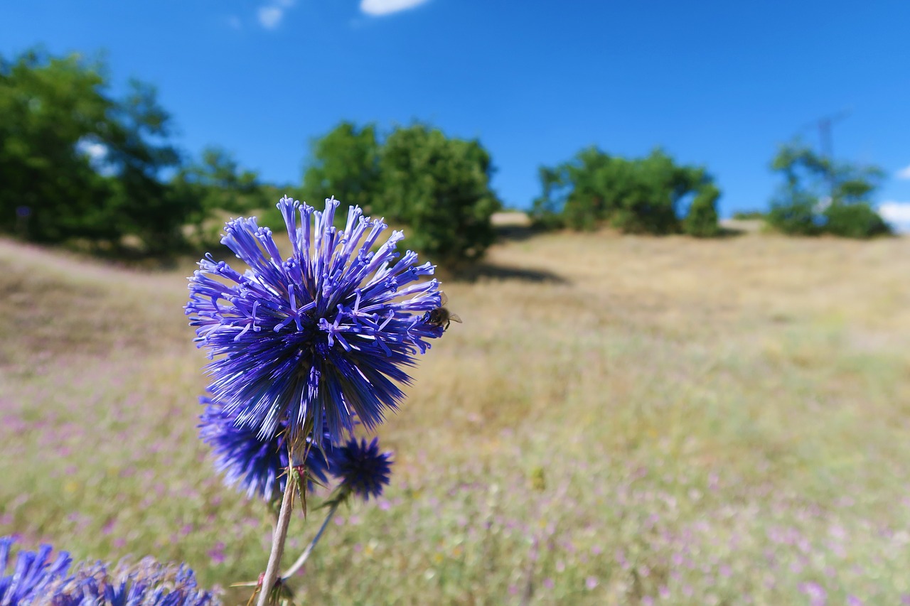 plant  nature  flower free photo