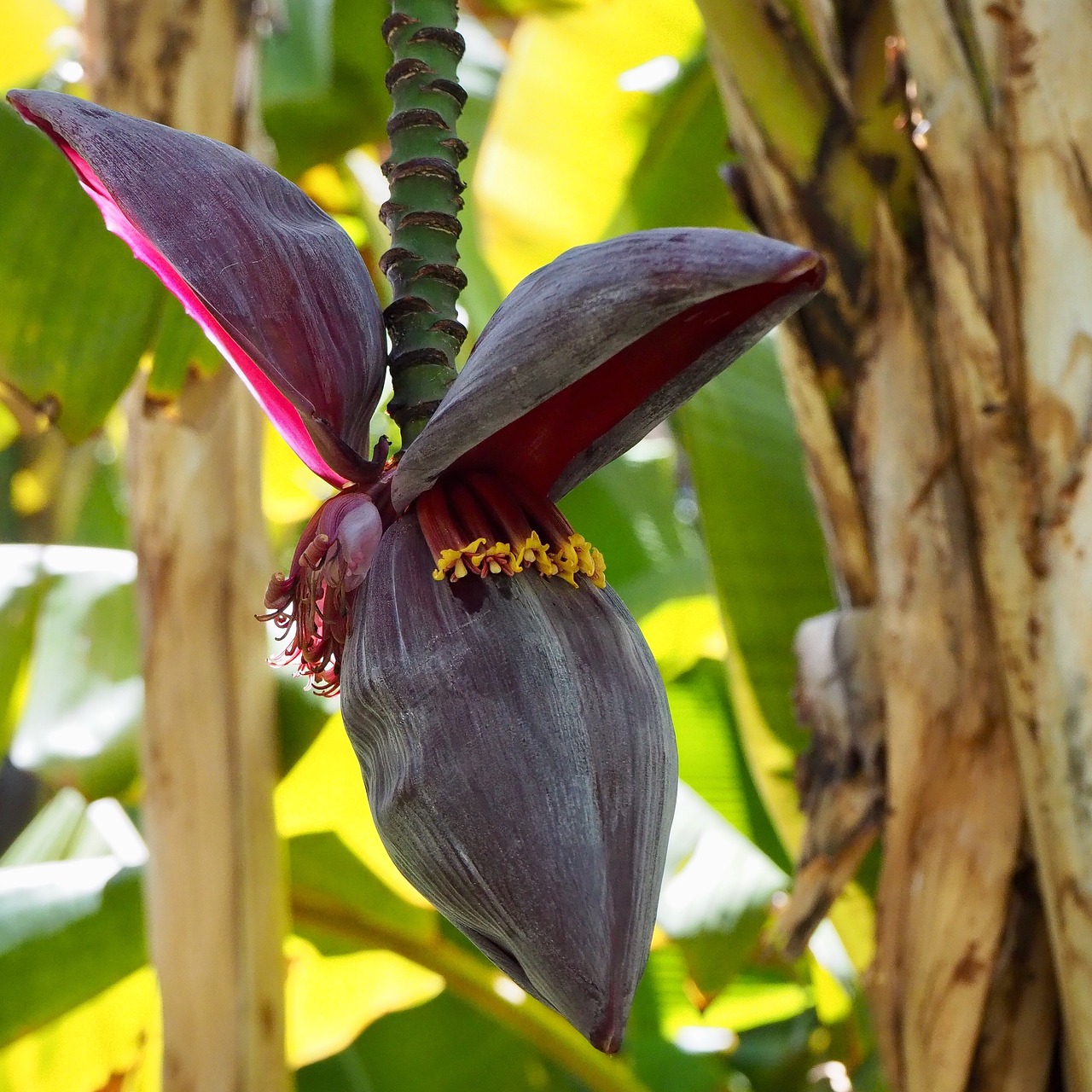 plant  close up  nature free photo