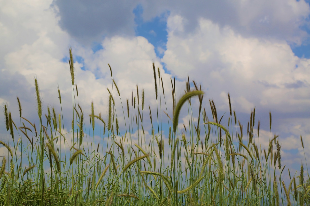 plant  horizon  nature free photo