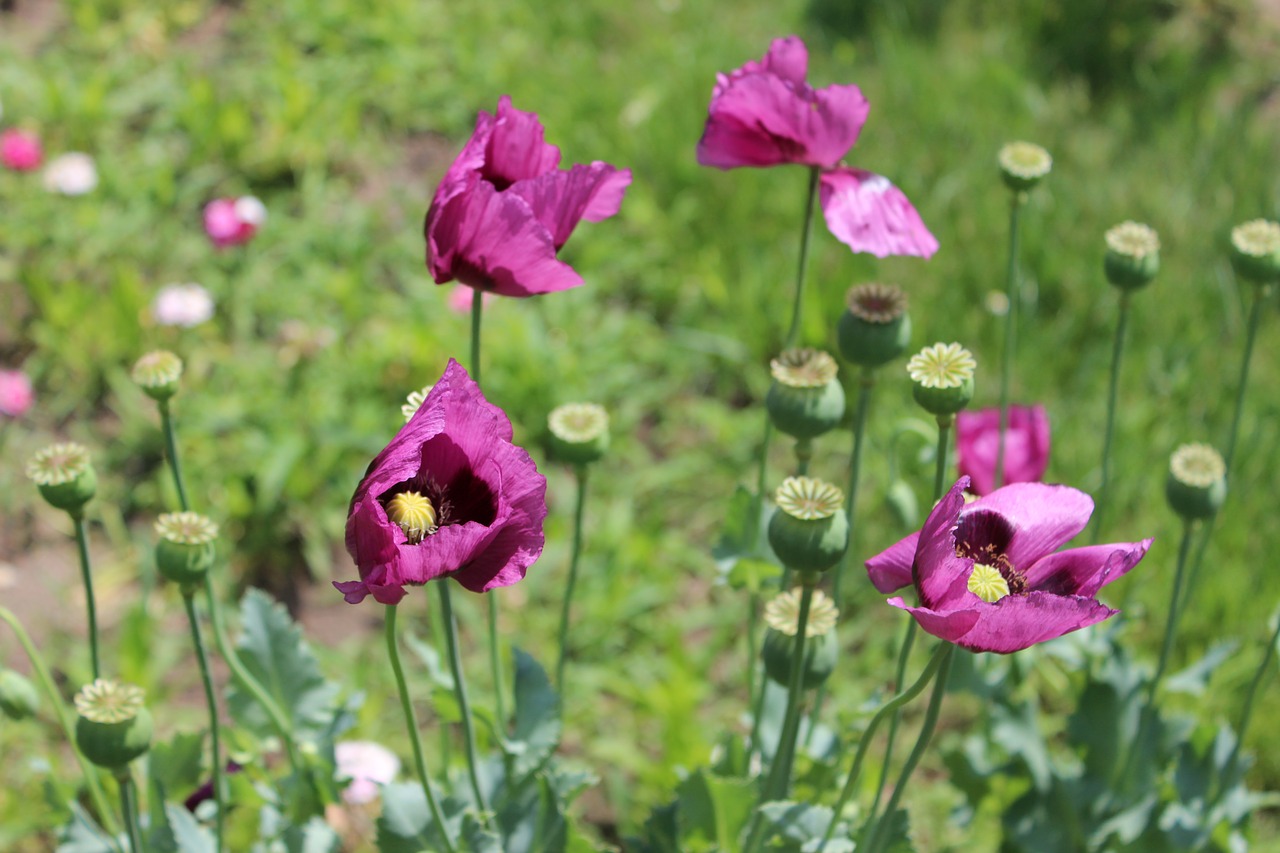 plant  garden  blossom free photo