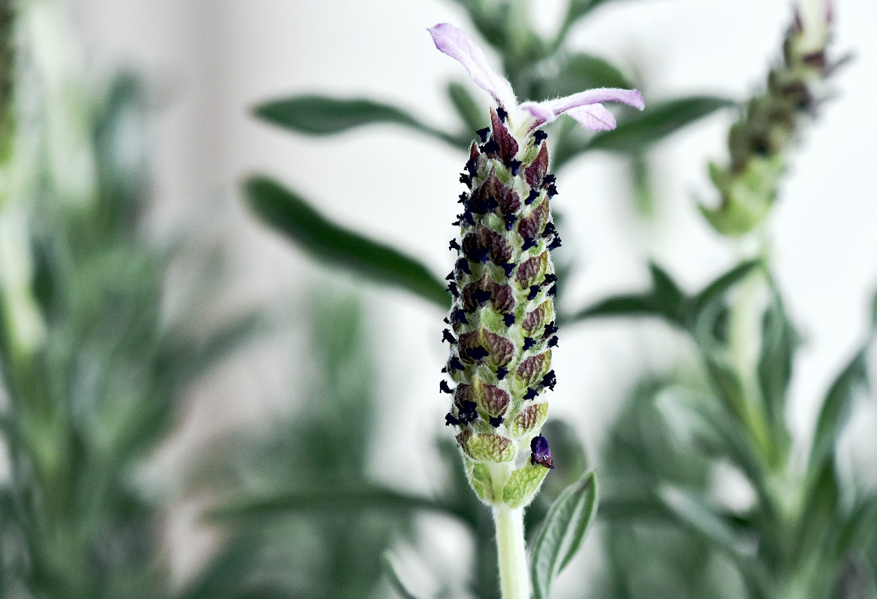 plant  flower  lavender free photo