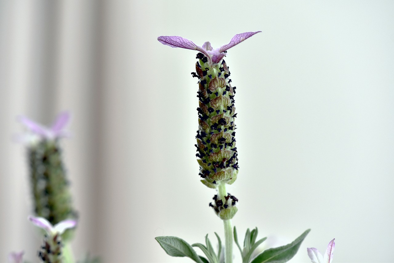 plant  flower  lavender free photo