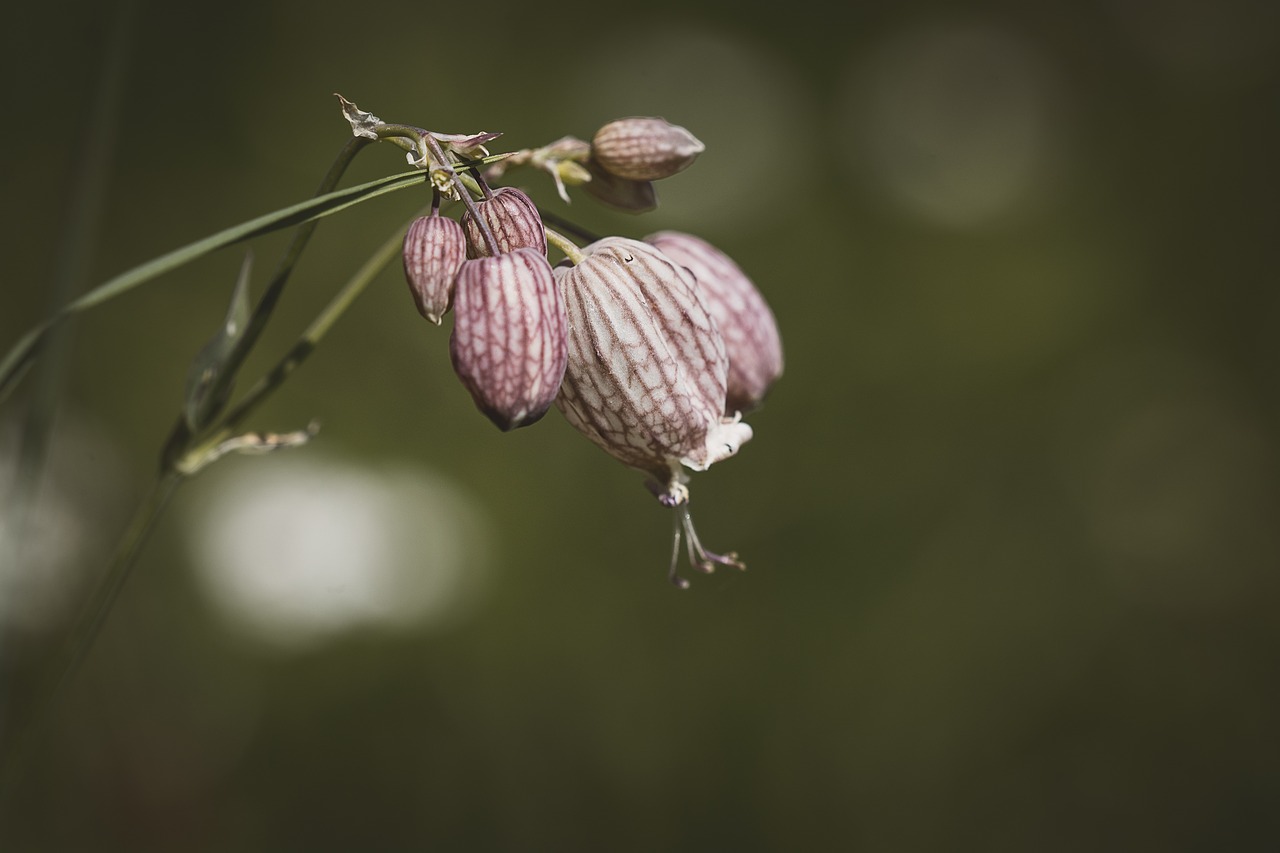 plant  flowers  nature free photo