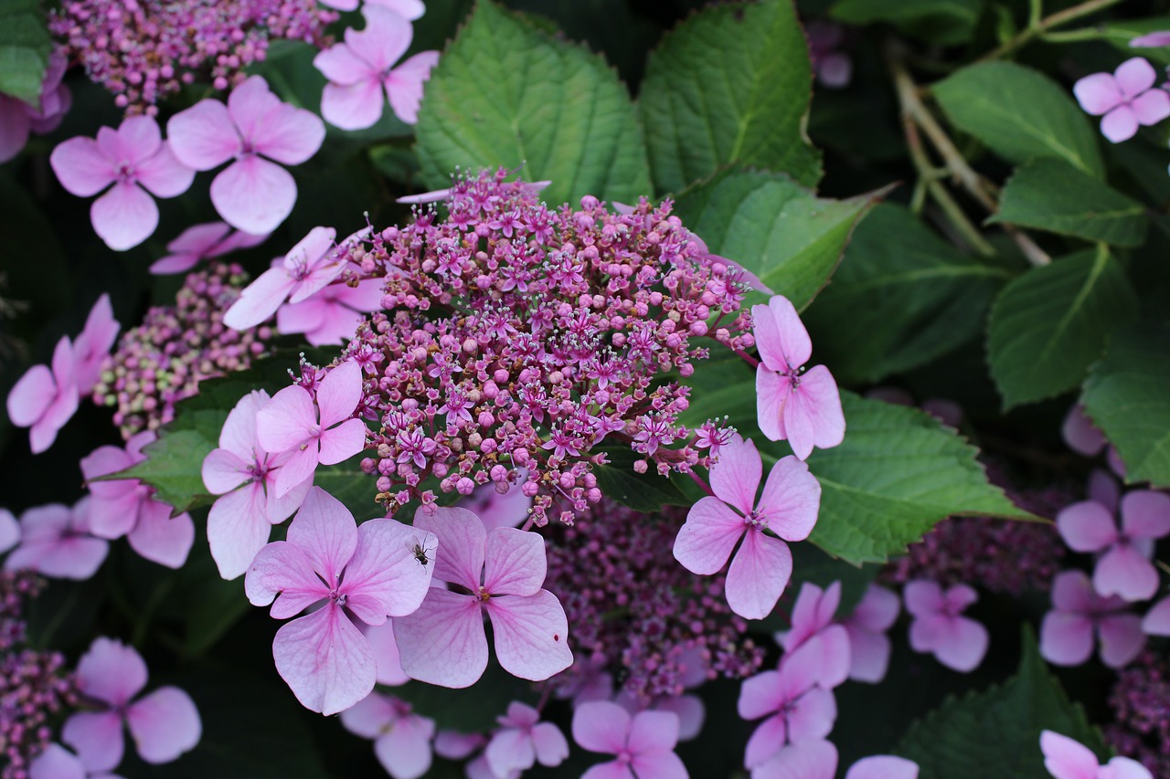 plant  flower  purple free photo