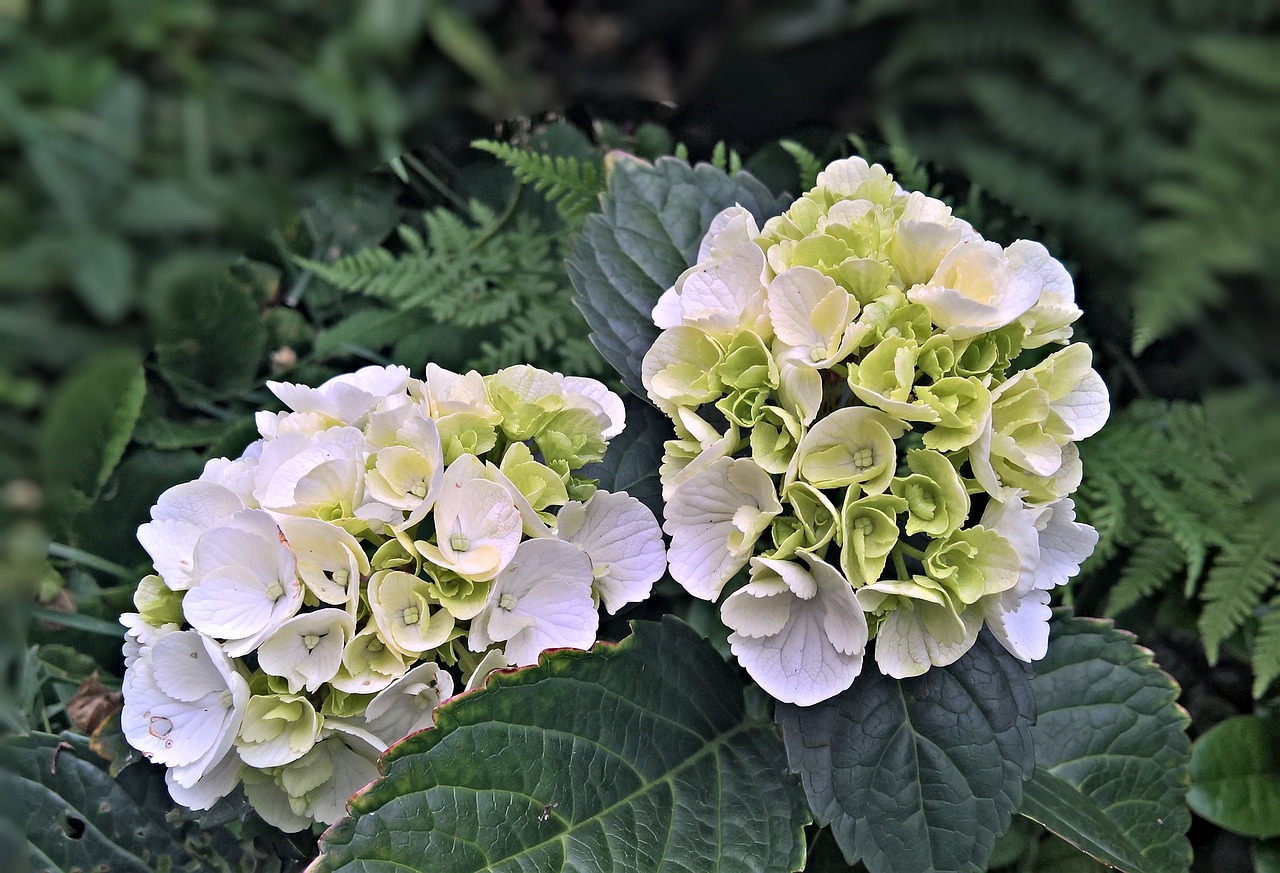 plant  hydrangea  ornamental plant free photo