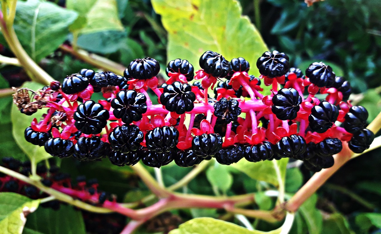 plant  fruit  bush free photo