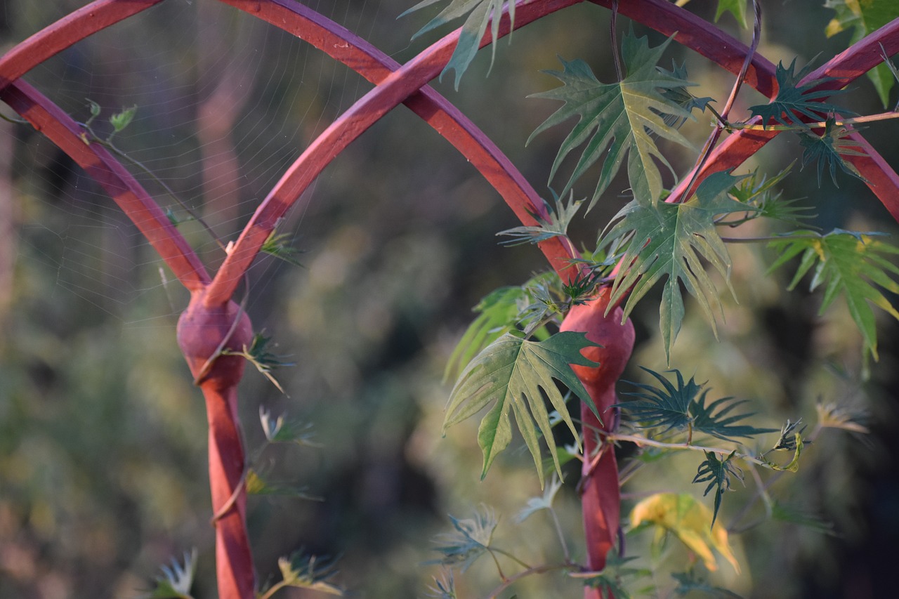 plant  red  grille free photo