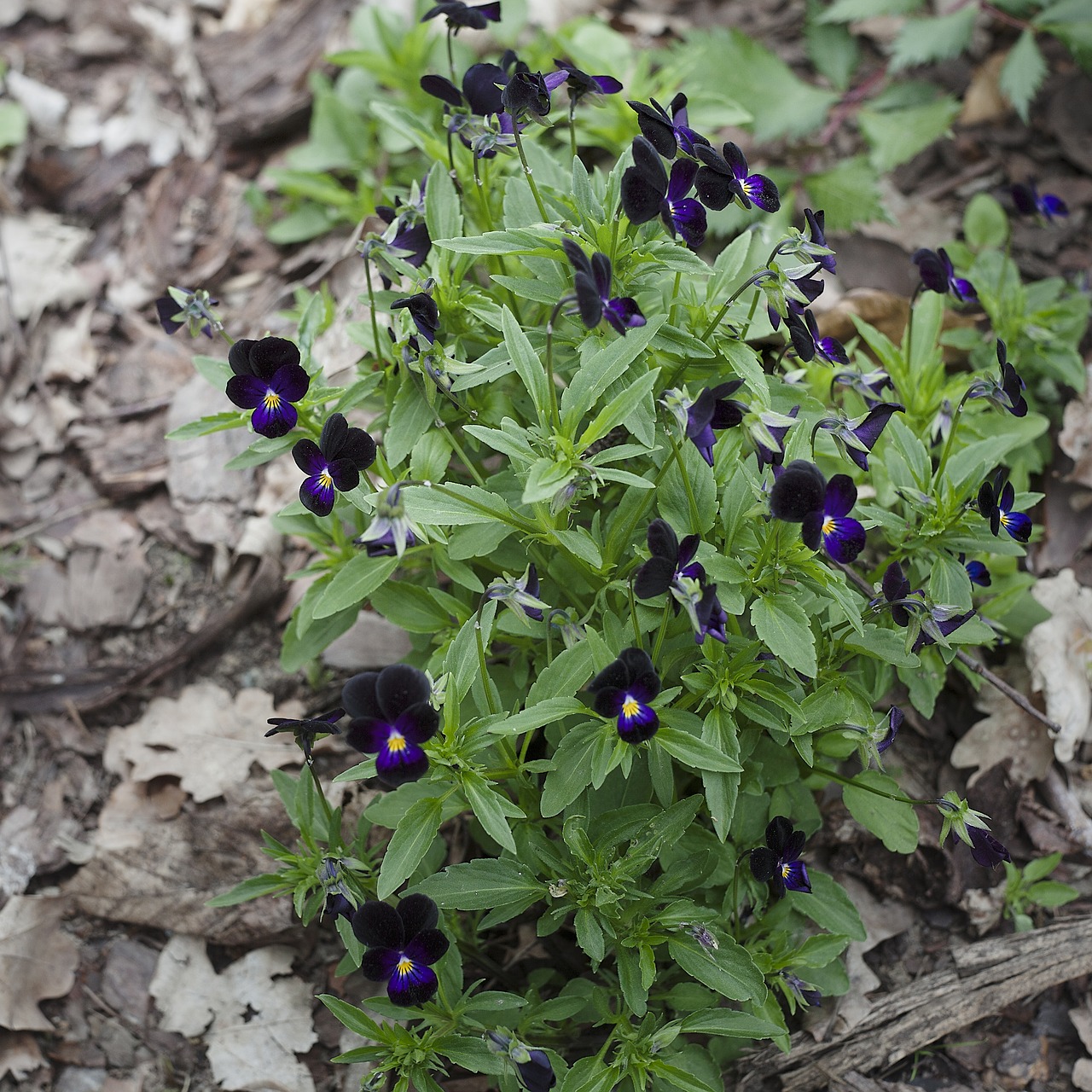 plant  green  garden free photo