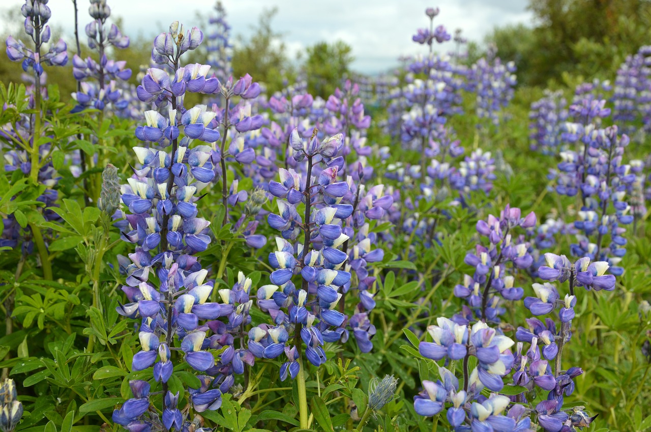 plant  flowers  lupins free photo