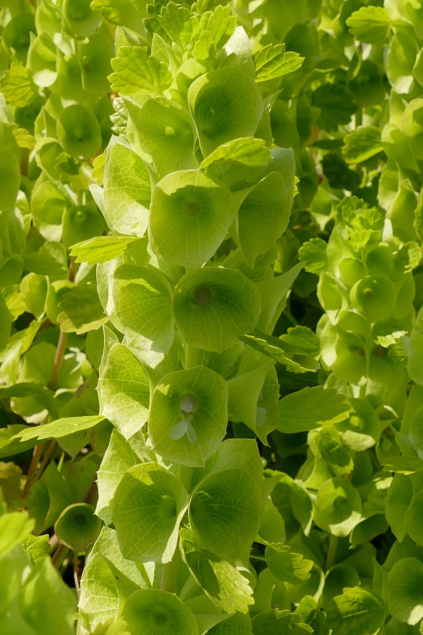 plant  flora  green free photo