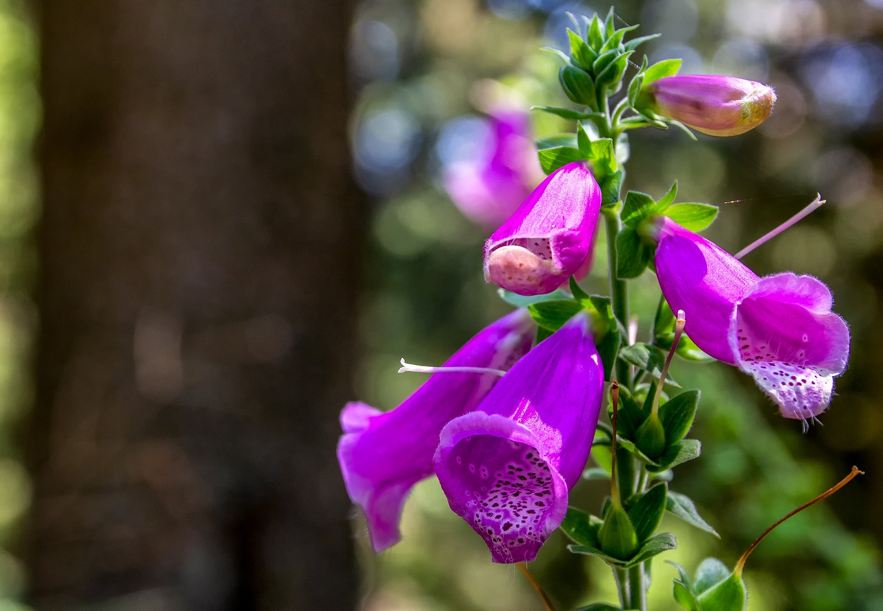 plant  nature  thimble free photo