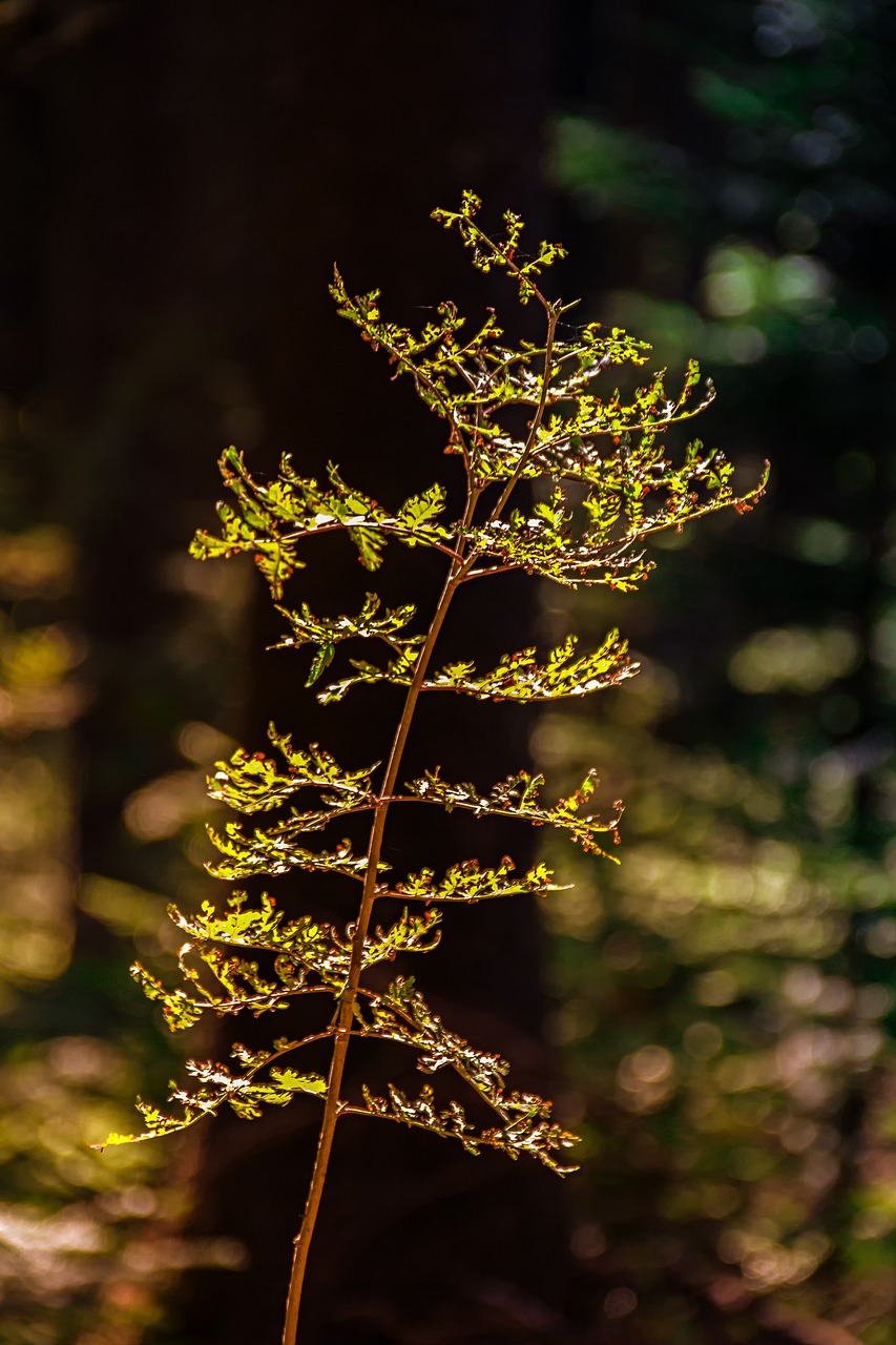 plant  nature  branch free photo