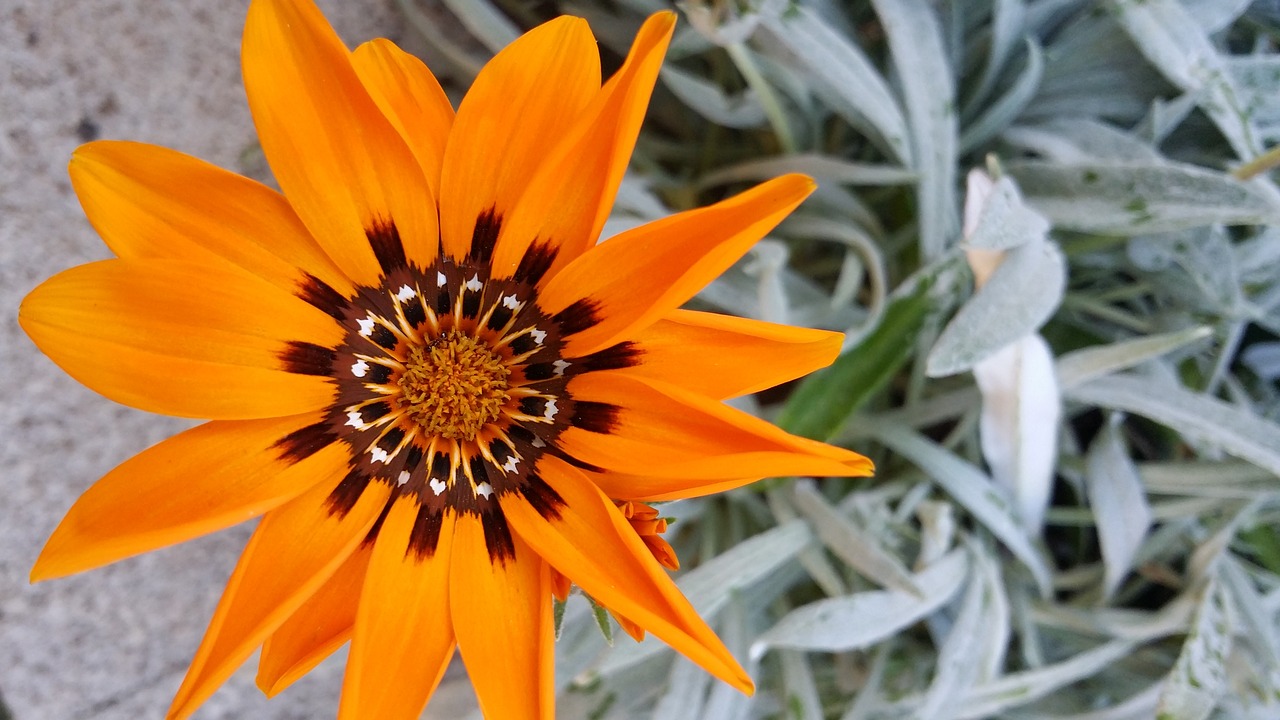 plant  flower  orange free photo