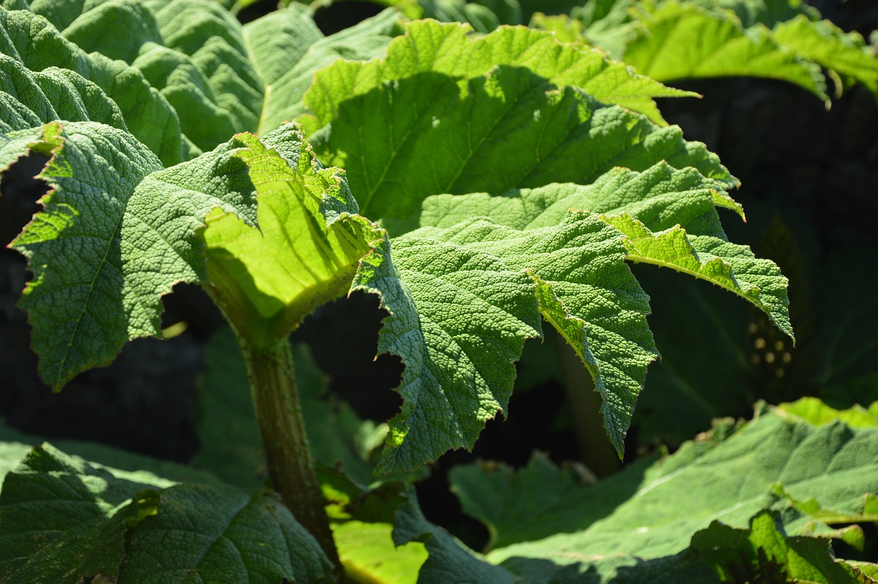 plant  nature  rhubarb free photo