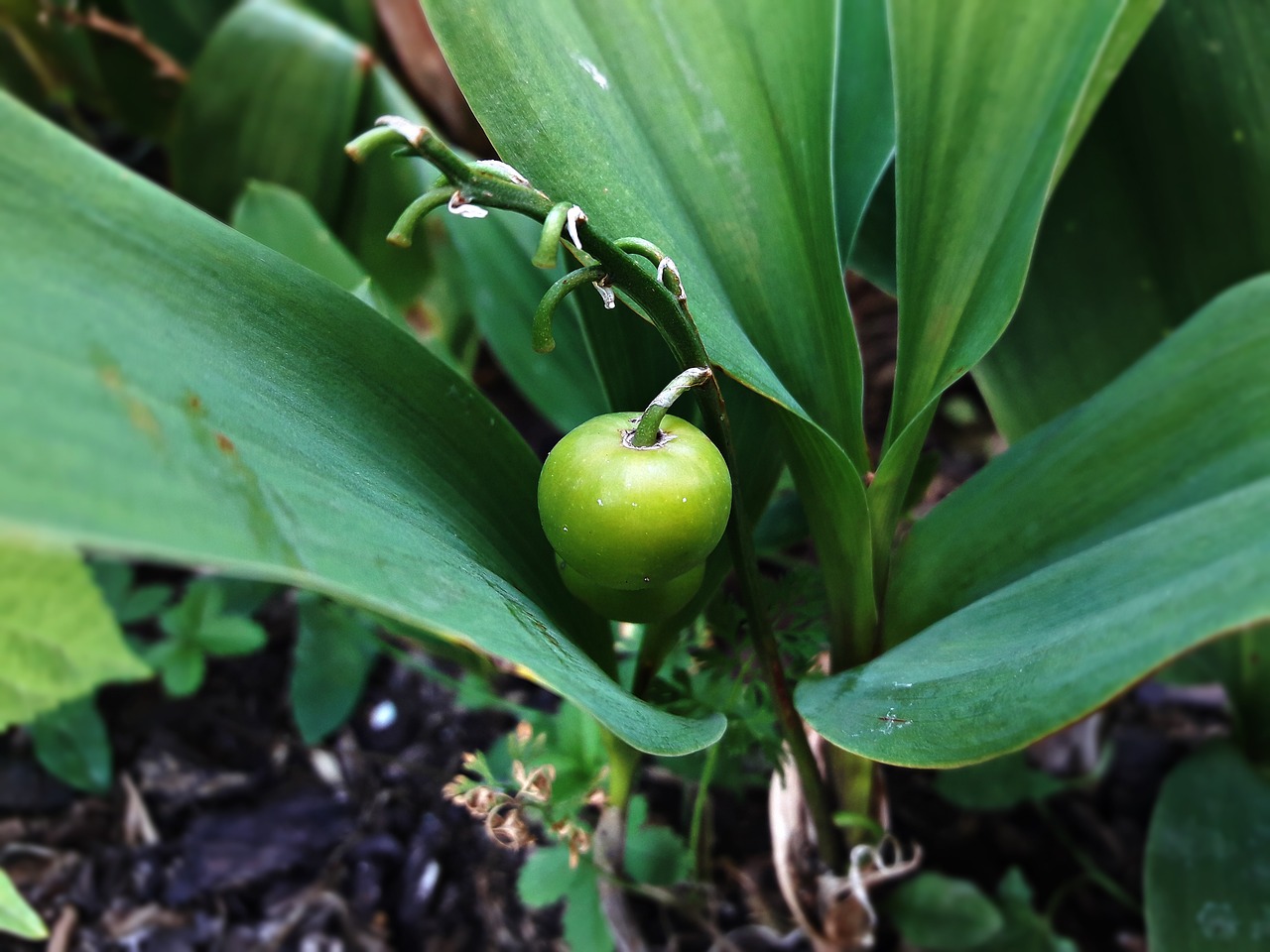 plant  nature  fruit free photo