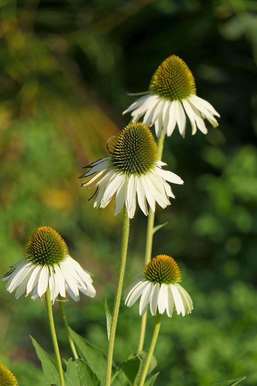 plant  flowers  park free photo