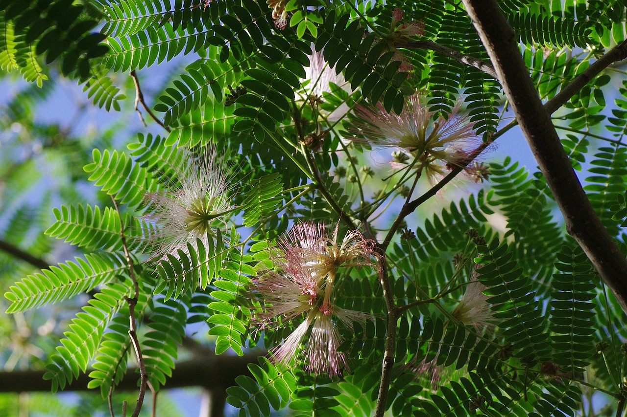 plant tropics flowers free photo