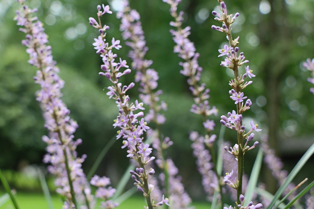 plant  purple  nature free photo