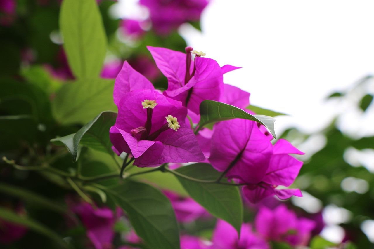 plant  purple  nature free photo