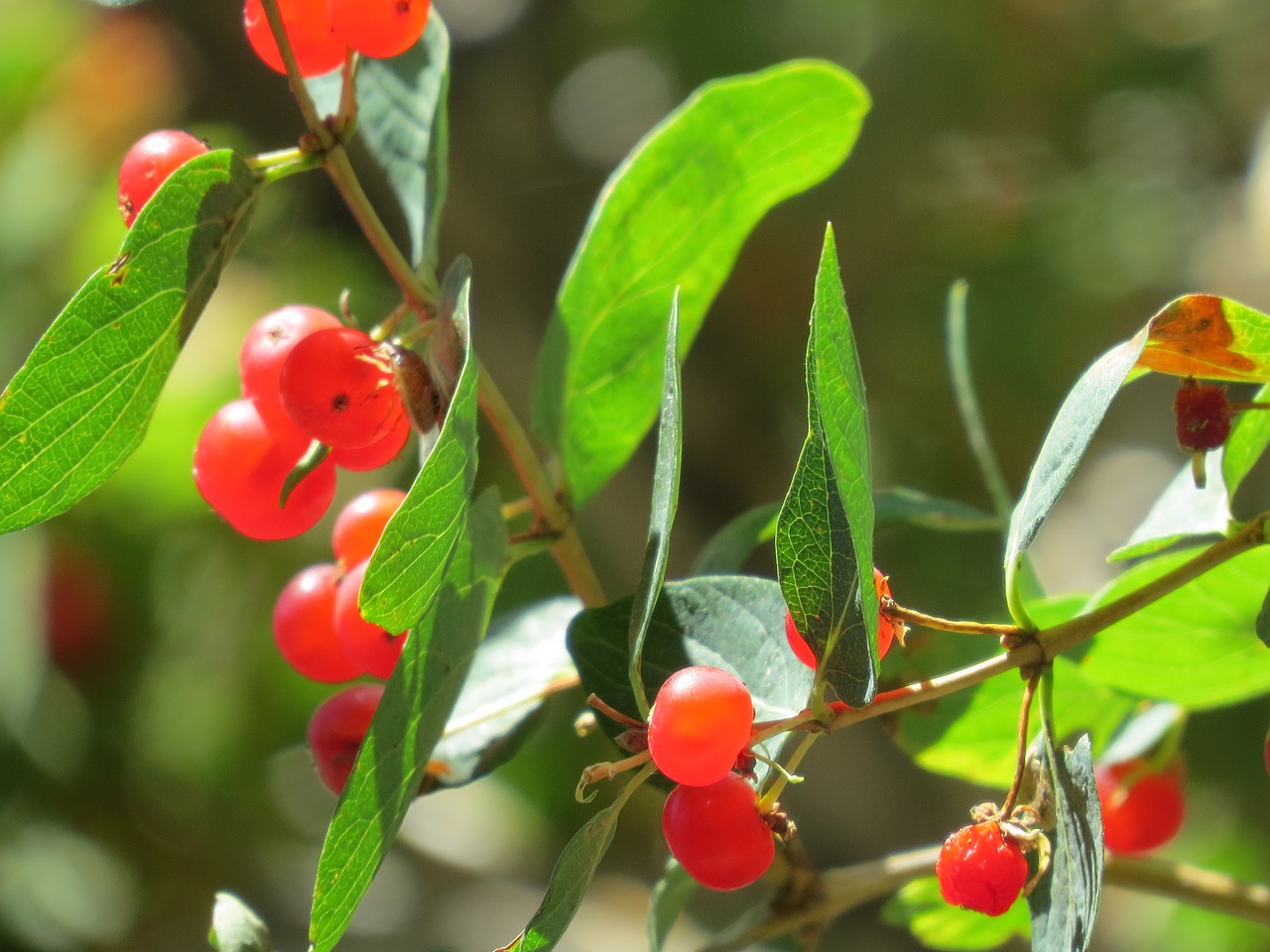 plant  red berry  red free photo