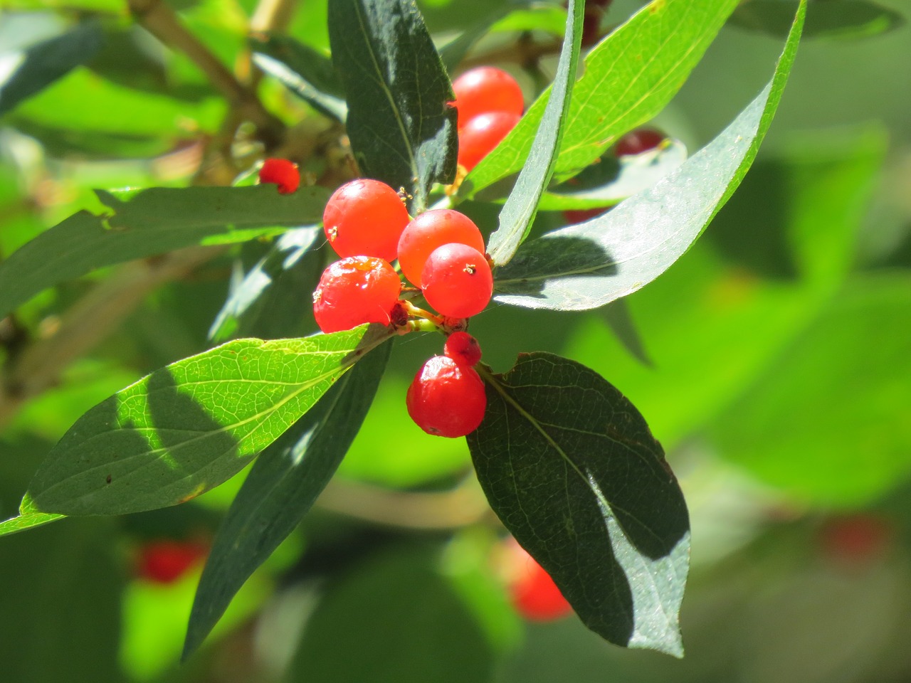 plant  red berry  red free photo