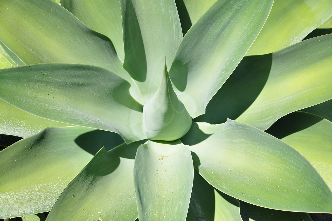 plant  cactus  succulents free photo