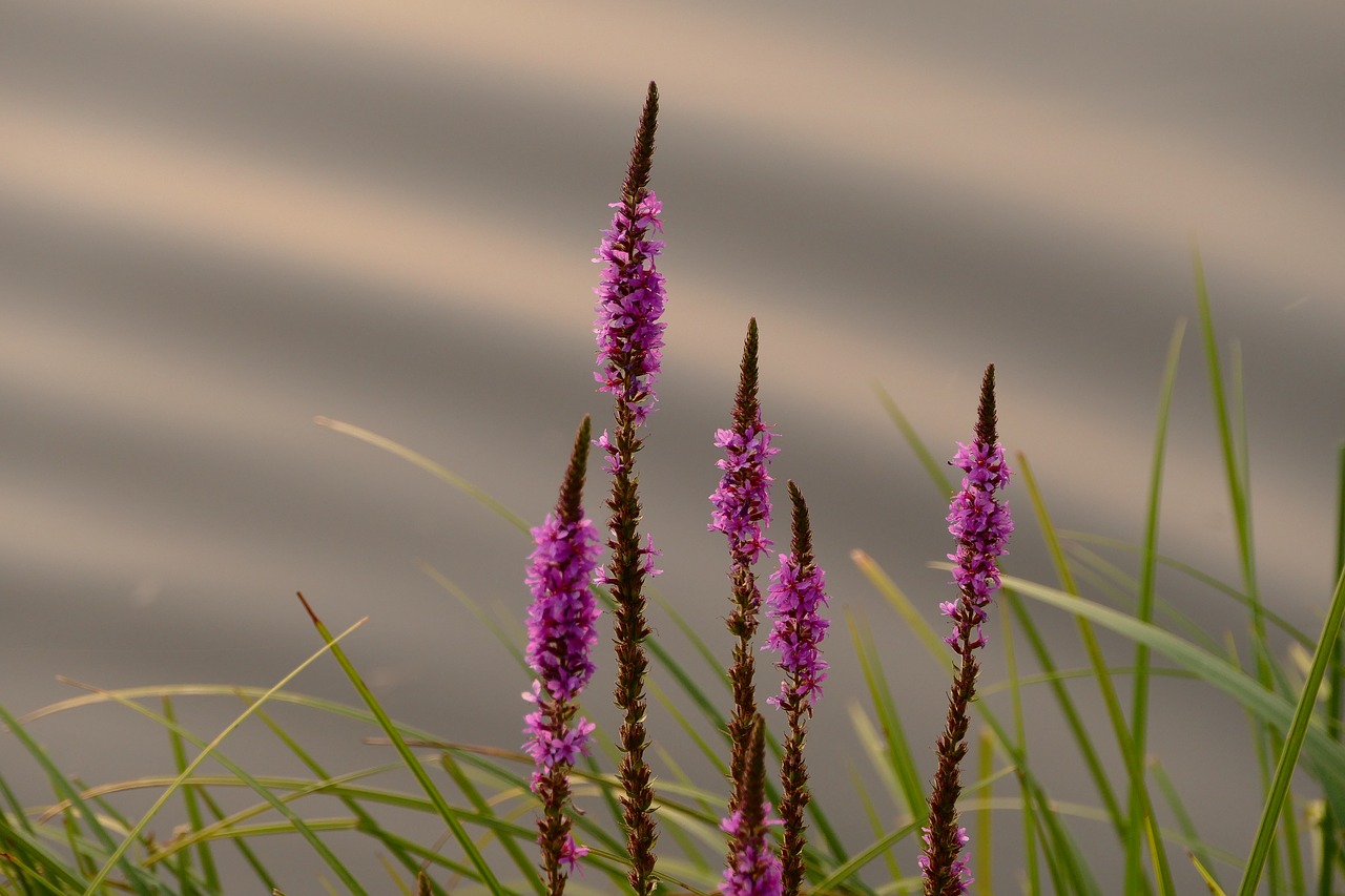 plant  flower  nature free photo