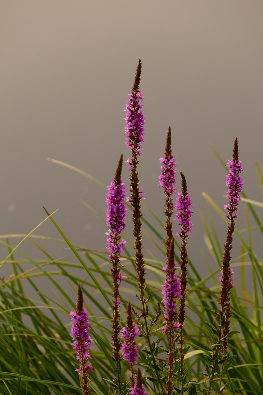 plant  flower  nature free photo