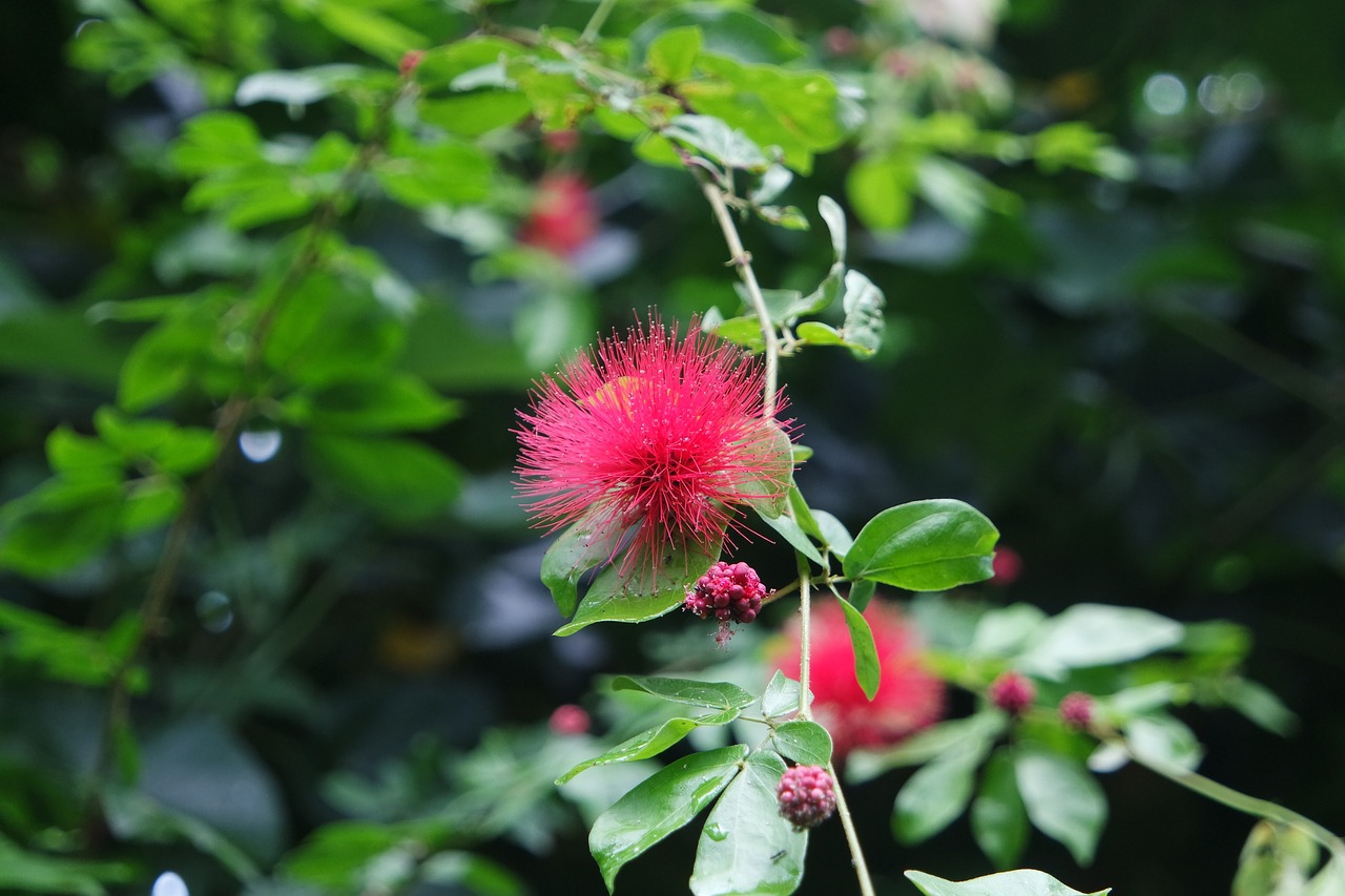 plant  red  bloom free photo