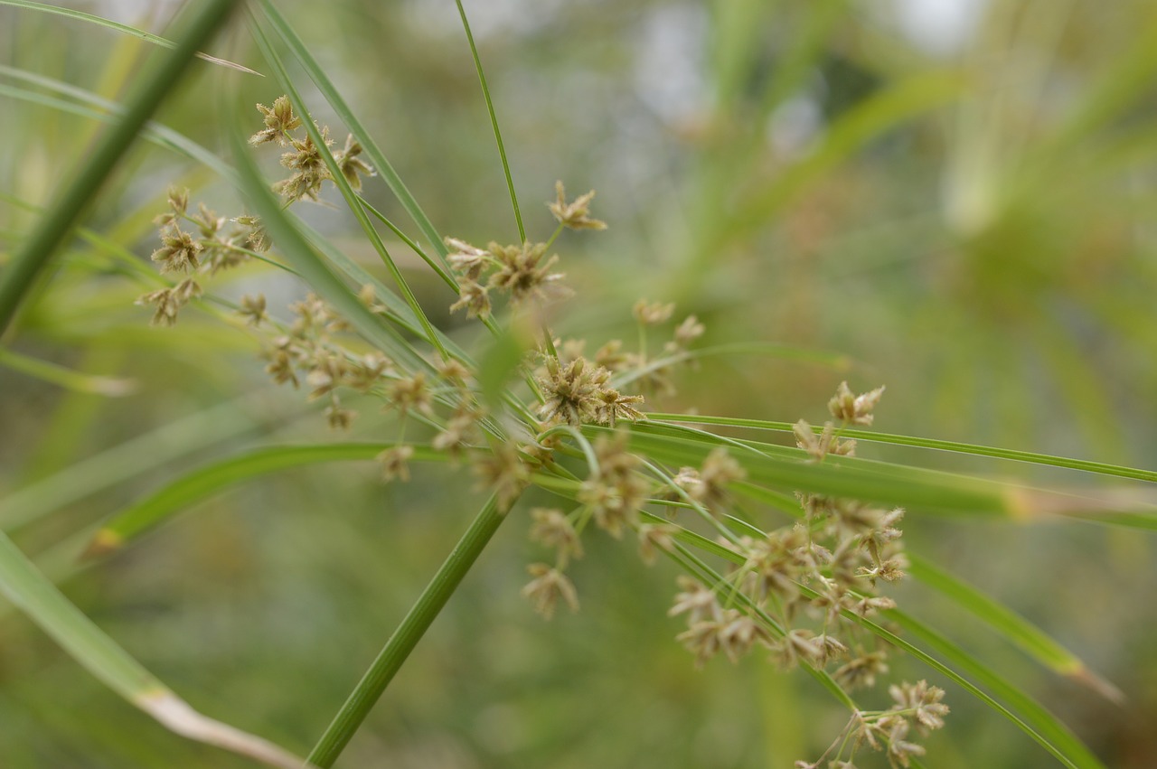 plant  natural  flowers free photo