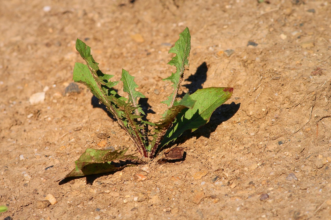 plant  drought  dandelion free photo