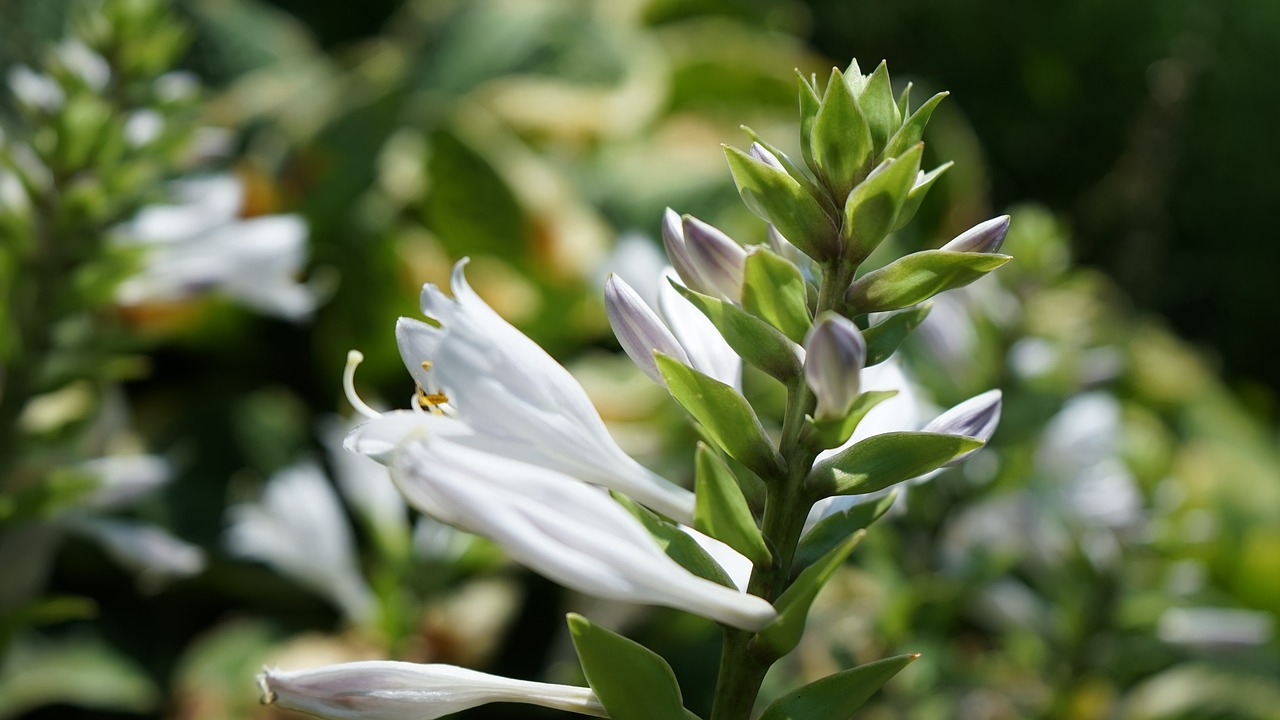 plant  natural  bud free photo