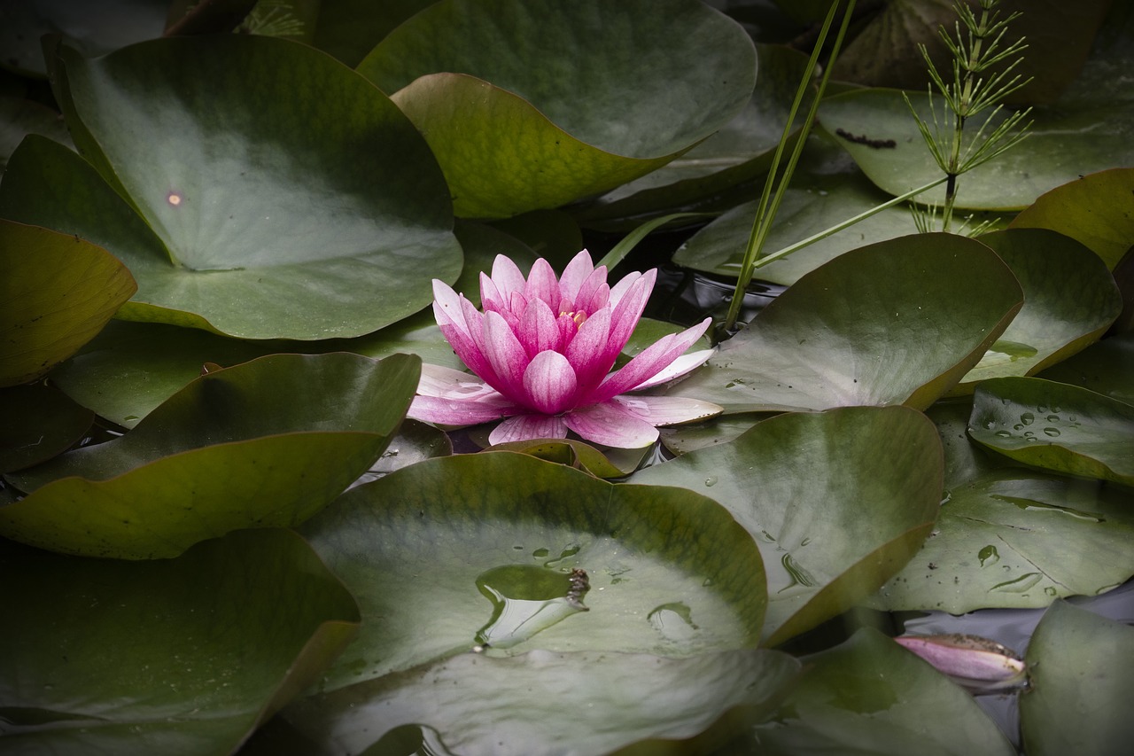 plant  water  water lily free photo