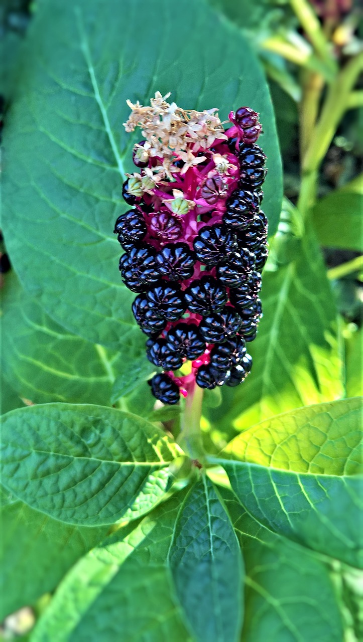 plant  pokeweed  asian ornamental plant free photo