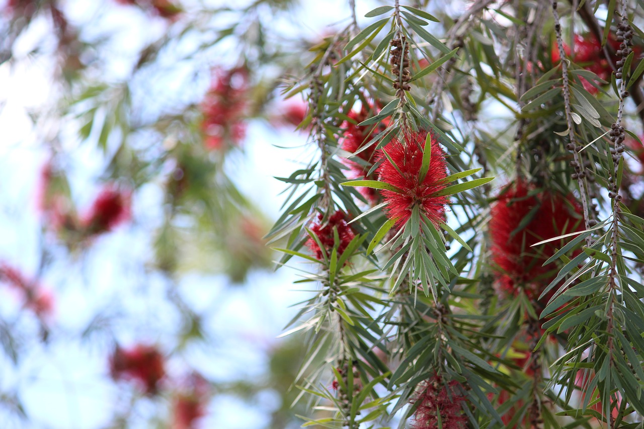 plant  flower  nature free photo