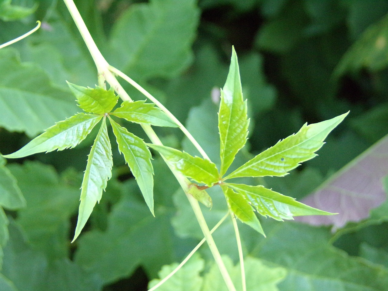 plant  green  leaves free photo