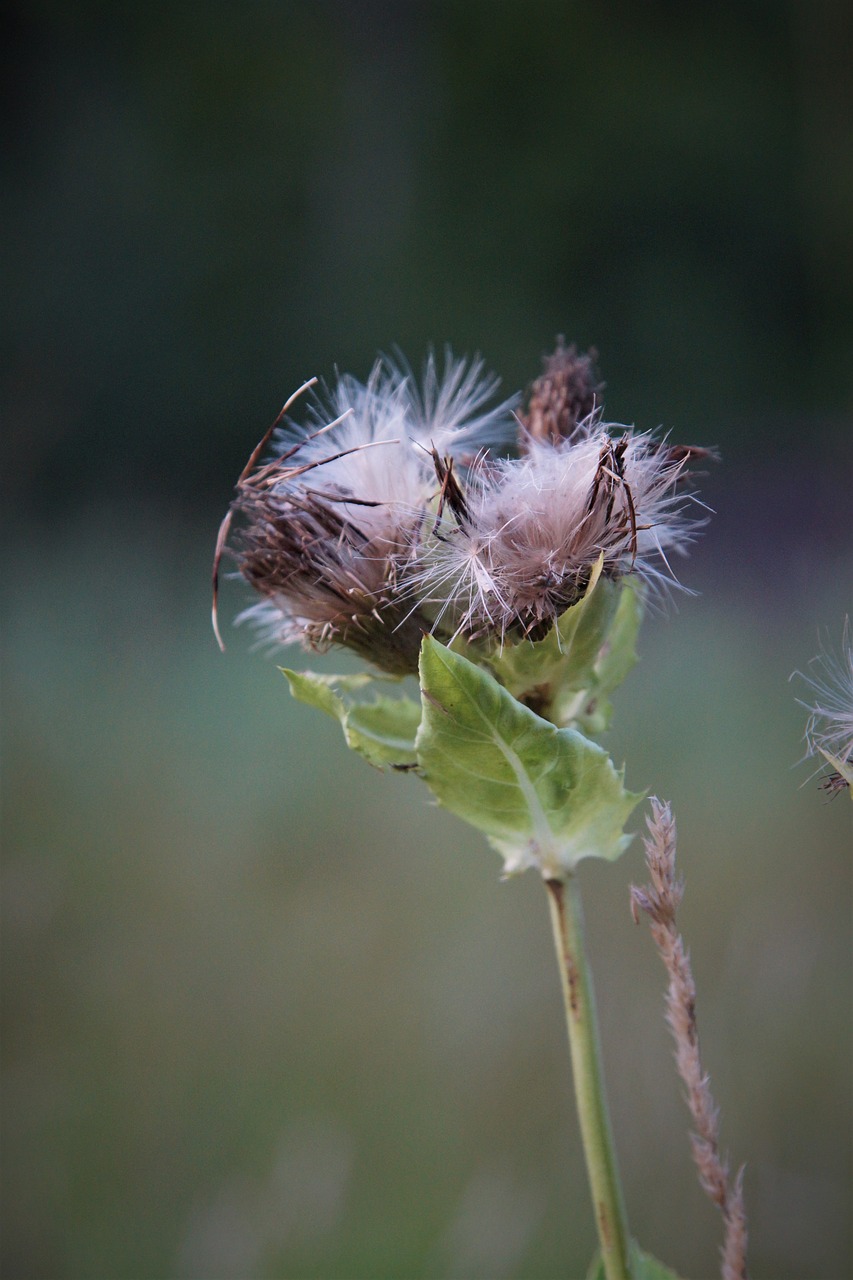 plant  close up  wild flower free photo