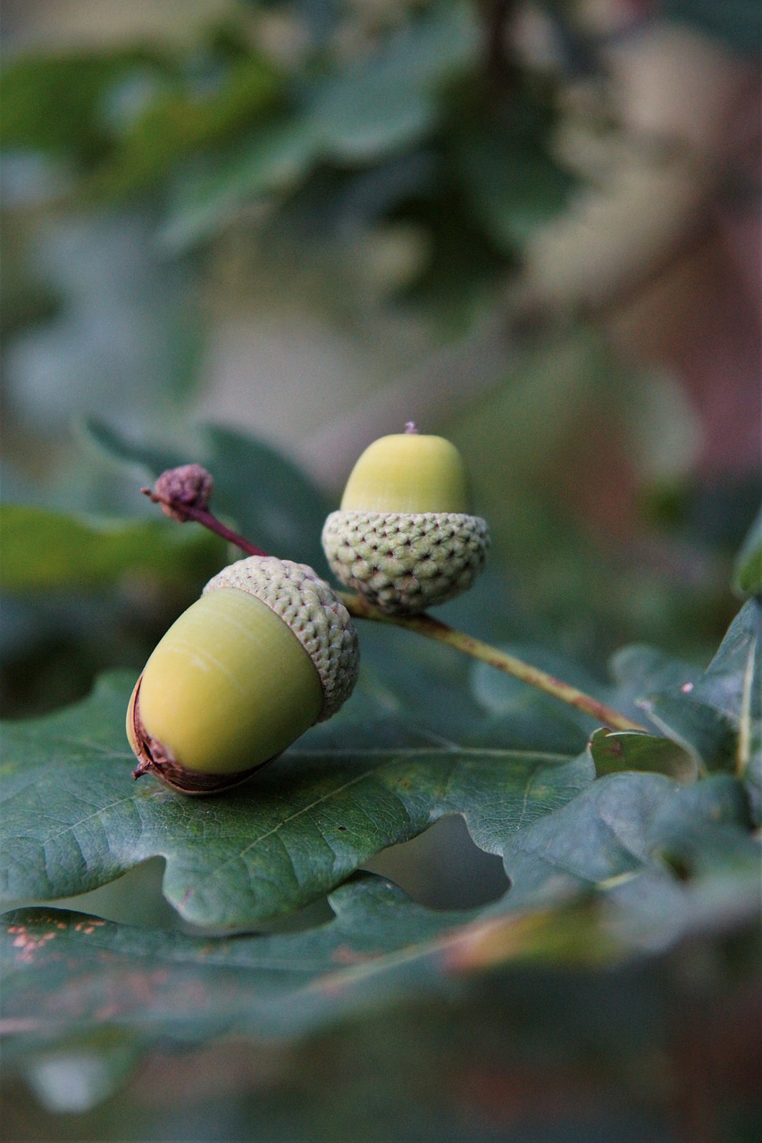 plant  oak  leaves free photo