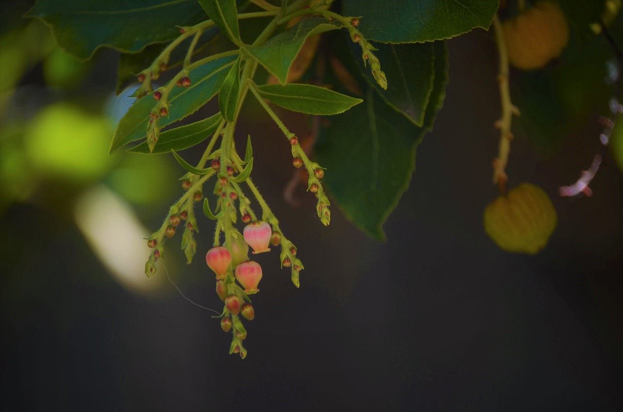 plant  leaves  pink free photo