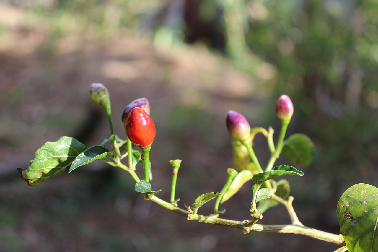 plant  fruit  nature free photo