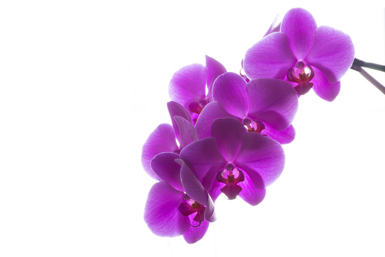 plant  flower  orchid free photo
