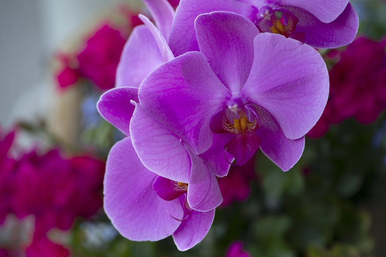 plant  flower  orchid free photo