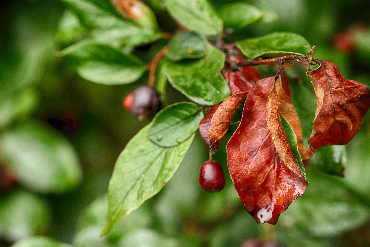 plant  leaf  berry free photo